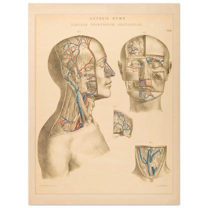 Ocular and nasal anatomical plate print by Anton Nuhn (60x80 cm / 24x32″). Anatomical plate engraved by Anton Nuhn, illustrating the ocular and nasal regions with detailed vascular structures.