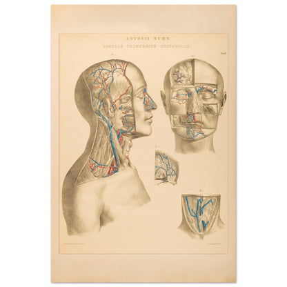 Ocular and nasal anatomical plate print by Anton Nuhn (60x90 cm / 24x36″). Anatomical plate engraved by Anton Nuhn, illustrating the ocular and nasal regions with detailed vascular structures.
