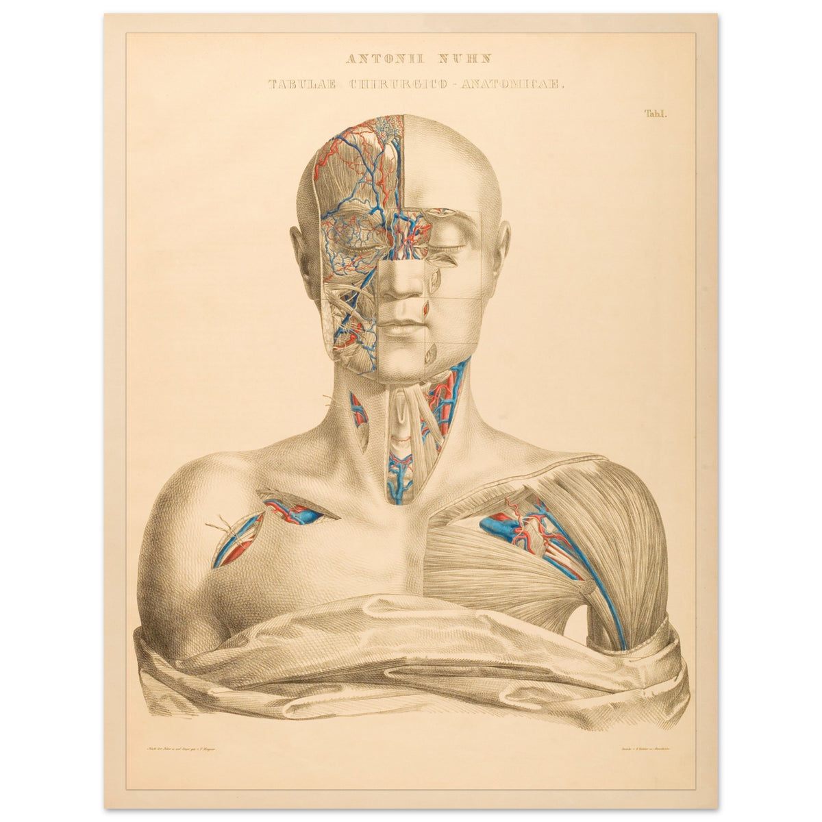 Affiche Planche Anatomique Tête et Cou par Anton Nuhn (27x35 cm). Planche anatomique gravée par Anton Nuhn, présentant une vue détaillée de la tête et du cou humains, mettant en évidence les vaisseaux sanguins et les muscles.