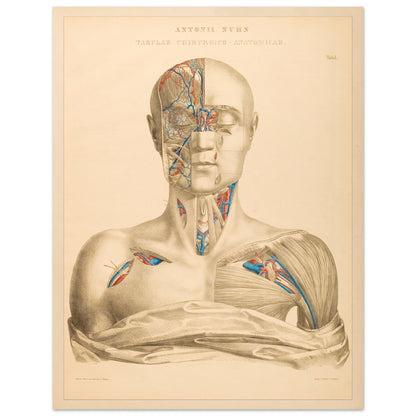 Affiche Planche Anatomique Tête et Cou par Anton Nuhn (27x35 cm). Planche anatomique gravée par Anton Nuhn, présentant une vue détaillée de la tête et du cou humains, mettant en évidence les vaisseaux sanguins et les muscles.
