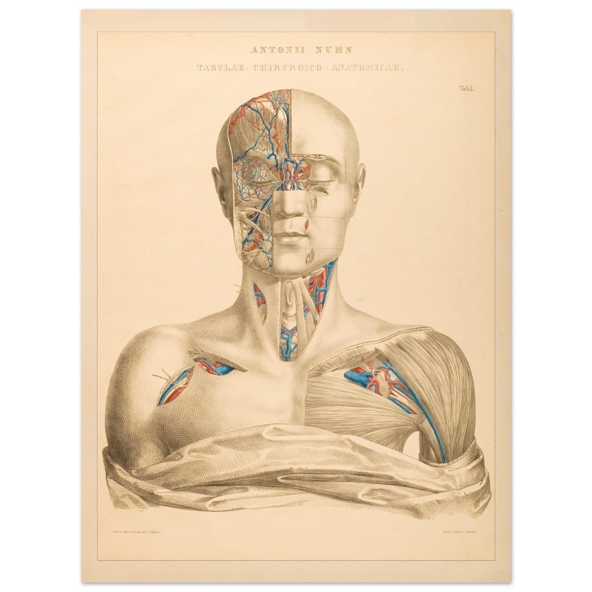 Affiche Planche Anatomique Tête et Cou par Anton Nuhn (30x40 cm). Planche anatomique gravée par Anton Nuhn, présentant une vue détaillée de la tête et du cou humains, mettant en évidence les vaisseaux sanguins et les muscles.
