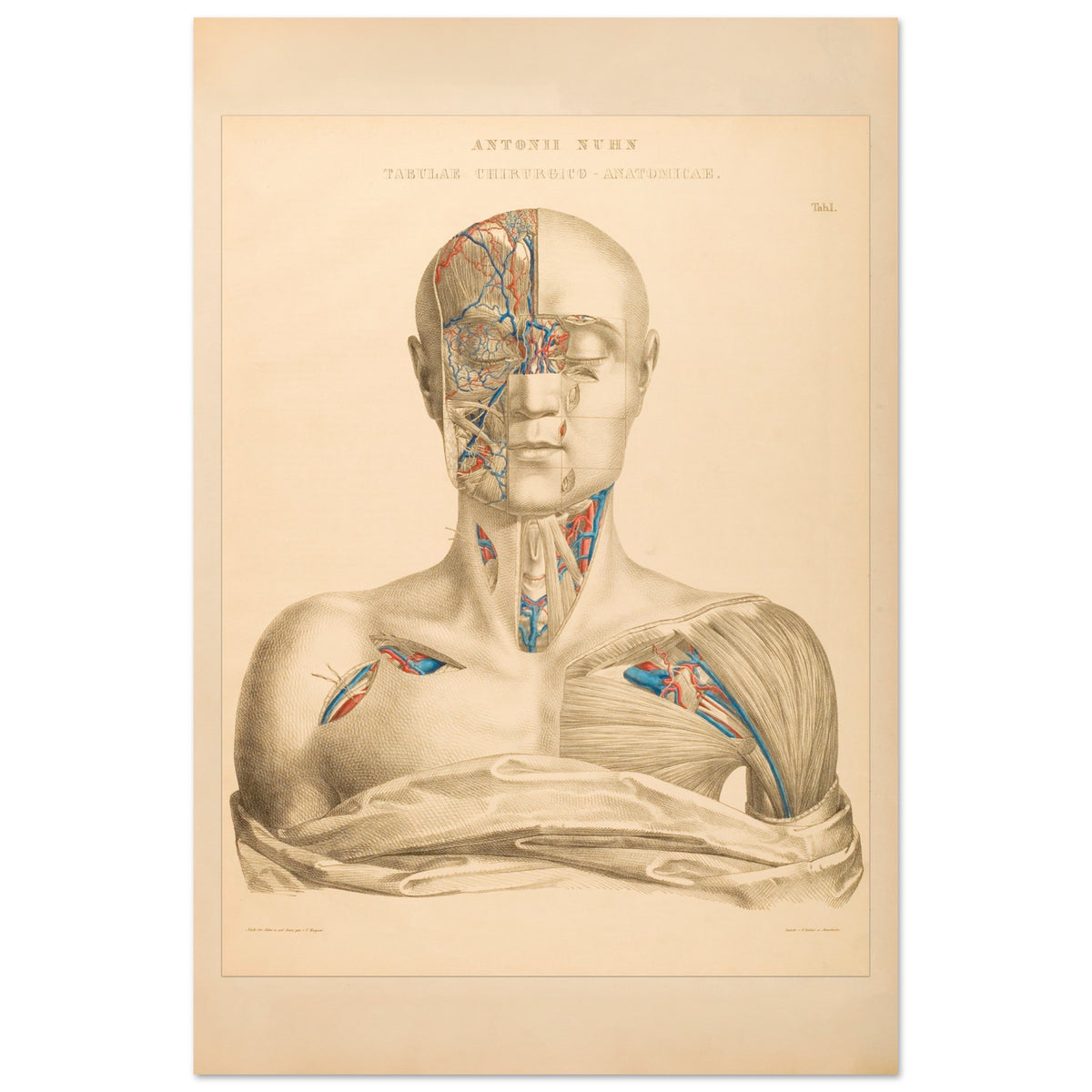 Affiche Planche Anatomique Tête et Cou par Anton Nuhn (40x60 cm). Planche anatomique gravée par Anton Nuhn, présentant une vue détaillée de la tête et du cou humains, mettant en évidence les vaisseaux sanguins et les muscles.