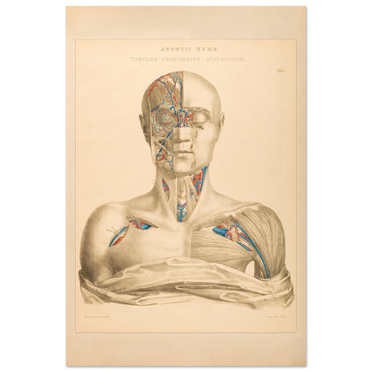 Affiche Planche Anatomique Tête et Cou par Anton Nuhn (40x60 cm). Planche anatomique gravée par Anton Nuhn, présentant une vue détaillée de la tête et du cou humains, mettant en évidence les vaisseaux sanguins et les muscles.