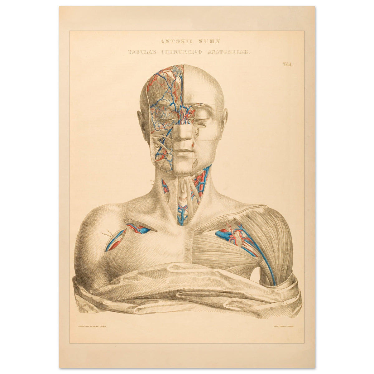 Affiche Planche Anatomique Tête et Cou par Anton Nuhn (42x59,4 cm (A2)). Planche anatomique gravée par Anton Nuhn, présentant une vue détaillée de la tête et du cou humains, mettant en évidence les vaisseaux sanguins et les muscles.