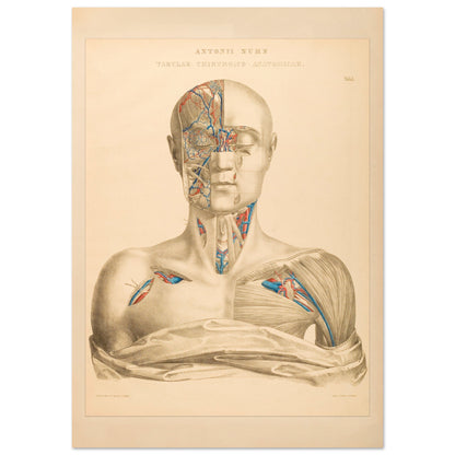 Affiche Planche Anatomique Tête et Cou par Anton Nuhn (59,4x84,1 cm (A1)). Planche anatomique gravée par Anton Nuhn, présentant une vue détaillée de la tête et du cou humains, mettant en évidence les vaisseaux sanguins et les muscles.