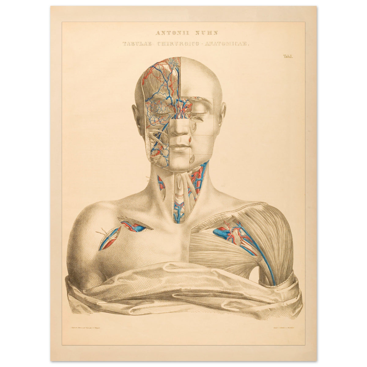 Affiche Planche Anatomique Tête et Cou par Anton Nuhn (60x80 cm). Planche anatomique gravée par Anton Nuhn, présentant une vue détaillée de la tête et du cou humains, mettant en évidence les vaisseaux sanguins et les muscles.