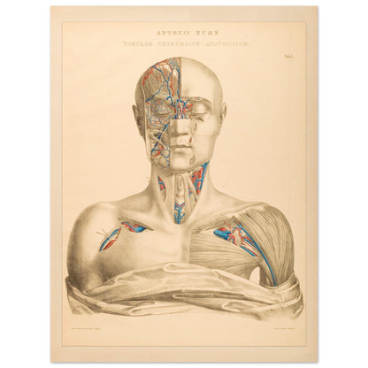 Affiche Planche Anatomique Tête et Cou par Anton Nuhn (60x80 cm). Planche anatomique gravée par Anton Nuhn, présentant une vue détaillée de la tête et du cou humains, mettant en évidence les vaisseaux sanguins et les muscles.