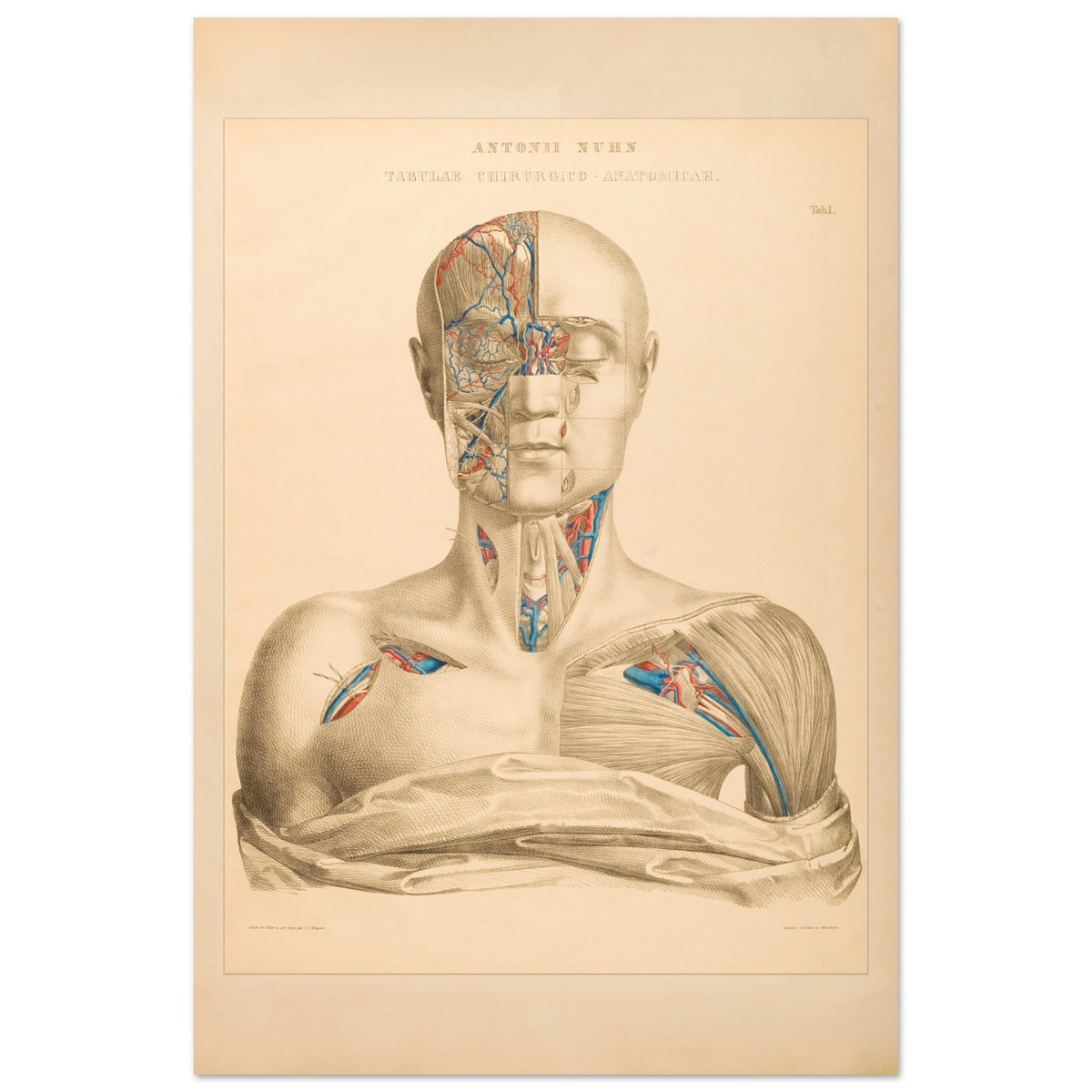 Affiche Planche Anatomique Tête et Cou par Anton Nuhn (60x90 cm). Planche anatomique gravée par Anton Nuhn, présentant une vue détaillée de la tête et du cou humains, mettant en évidence les vaisseaux sanguins et les muscles.