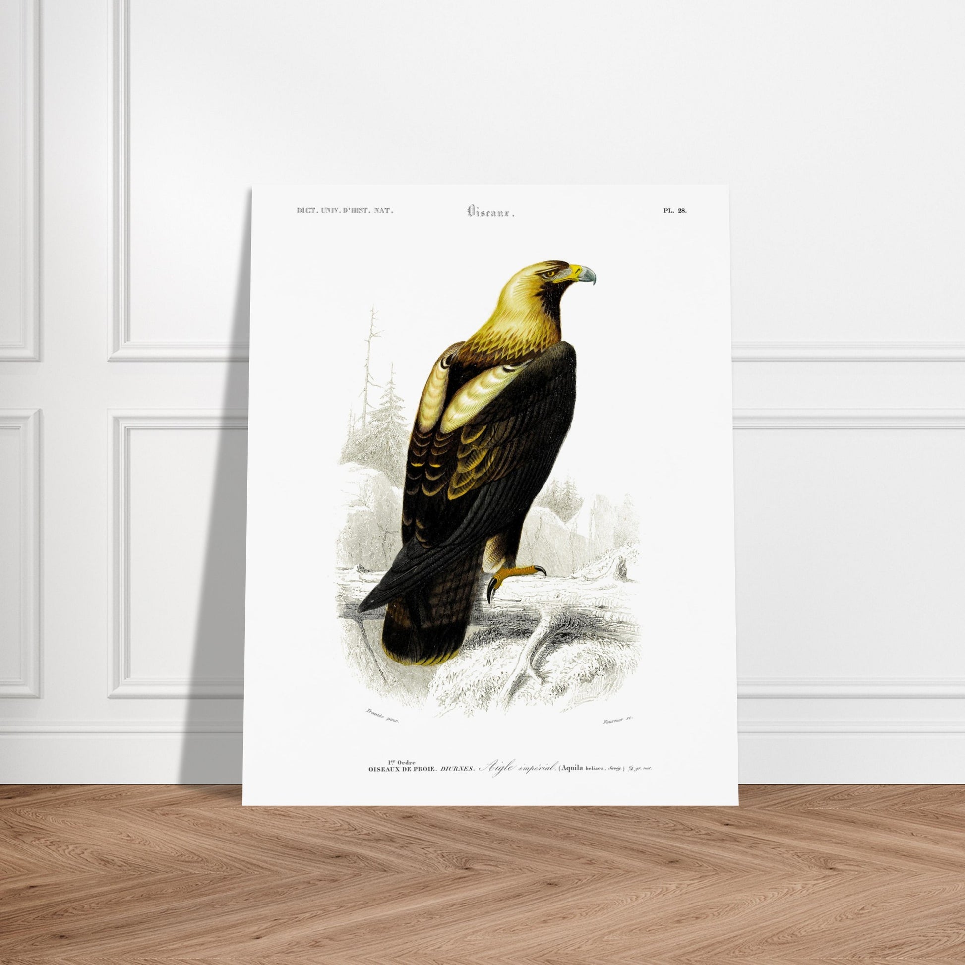 Aigle impérial - Illustration naturaliste du Dictionnaire Universel d'Histoire Naturelle de Charles d'Orbigny - image 52909304480077