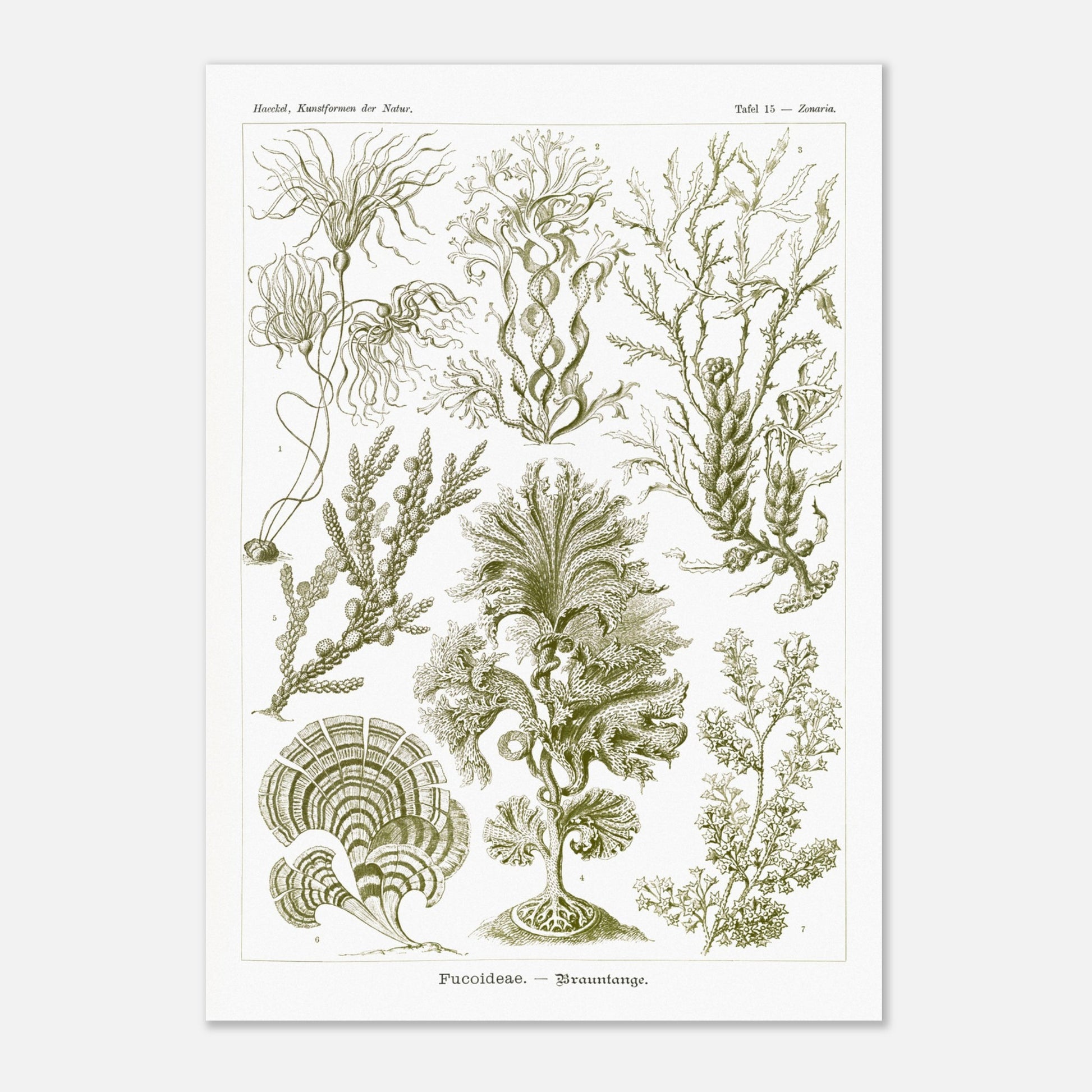 Planche naturaliste d'algues brunes Fucoideae par Ernst Haeckel (29,7x42 cm (A3)). Planche naturaliste d'Ernst Haeckel représentant diverses espèces d'algues brunes avec leurs structures détaillées.
