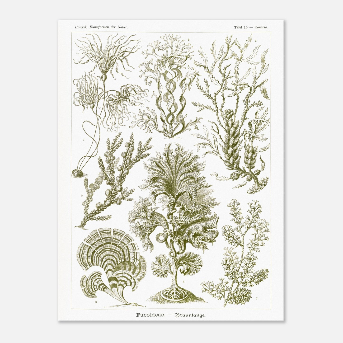 Planche naturaliste d'algues brunes Fucoideae par Ernst Haeckel (30x40 cm). Planche naturaliste d'Ernst Haeckel représentant diverses espèces d'algues brunes avec leurs structures détaillées.