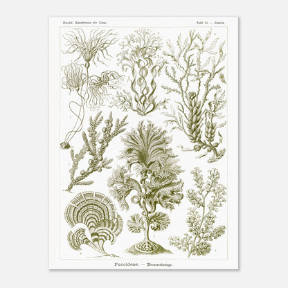 Planche naturaliste d'algues brunes Fucoideae par Ernst Haeckel (30x40 cm). Planche naturaliste d'Ernst Haeckel représentant diverses espèces d'algues brunes avec leurs structures détaillées.