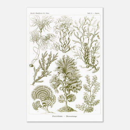Planche naturaliste d'algues brunes Fucoideae par Ernst Haeckel (40x60 cm). Planche naturaliste d'Ernst Haeckel représentant diverses espèces d'algues brunes avec leurs structures détaillées.
