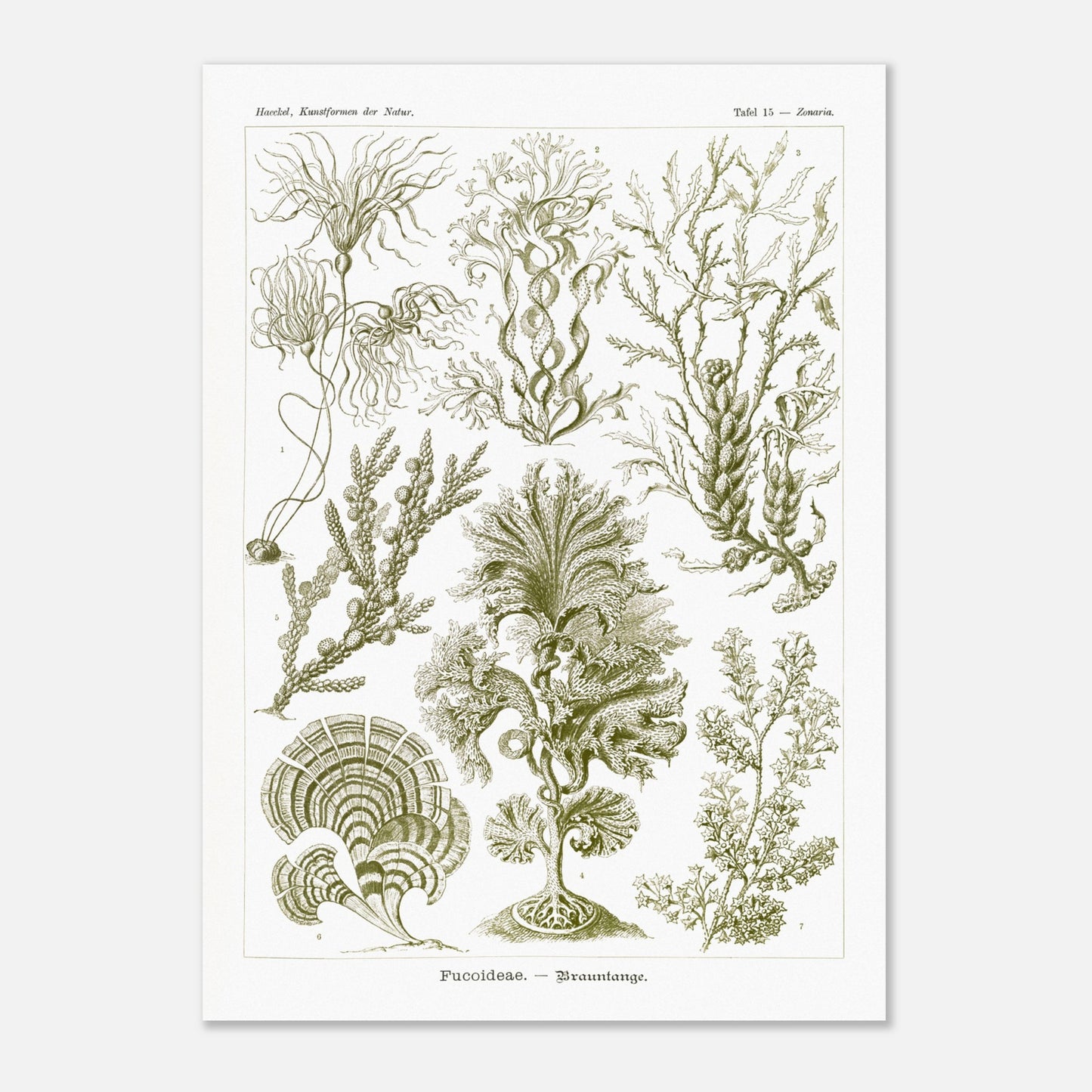 Planche naturaliste d'algues brunes Fucoideae par Ernst Haeckel (50x70 cm). Planche naturaliste d'Ernst Haeckel représentant diverses espèces d'algues brunes avec leurs structures détaillées.