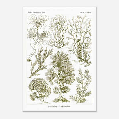 Planche naturaliste d'algues brunes Fucoideae par Ernst Haeckel (59,4x84,1 cm (A1)). Planche naturaliste d'Ernst Haeckel représentant diverses espèces d'algues brunes avec leurs structures détaillées.
