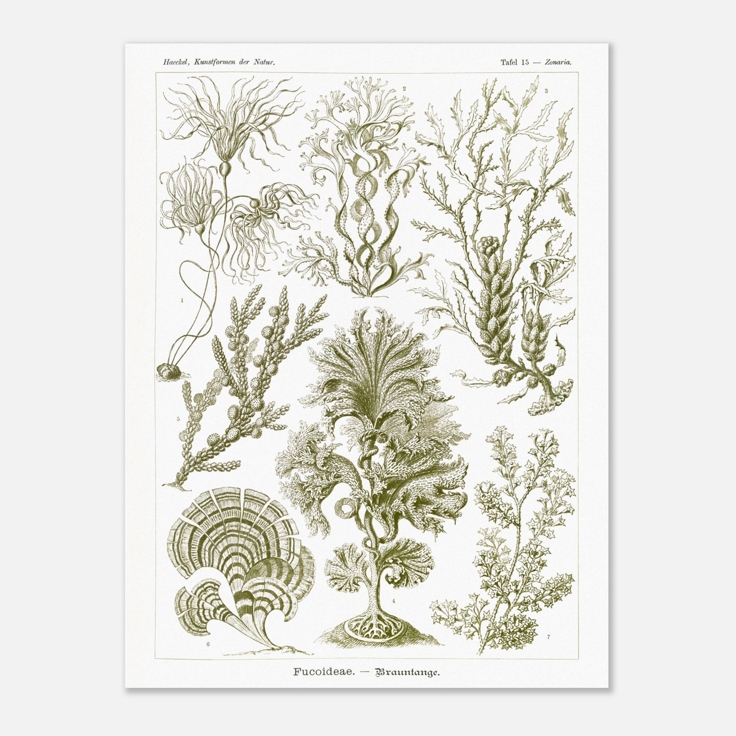 Planche naturaliste d'algues brunes Fucoideae par Ernst Haeckel (60x80 cm). Planche naturaliste d'Ernst Haeckel représentant diverses espèces d'algues brunes avec leurs structures détaillées.