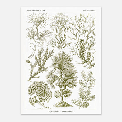 Planche naturaliste d'algues brunes Fucoideae par Ernst Haeckel (60x80 cm). Planche naturaliste d'Ernst Haeckel représentant diverses espèces d'algues brunes avec leurs structures détaillées.