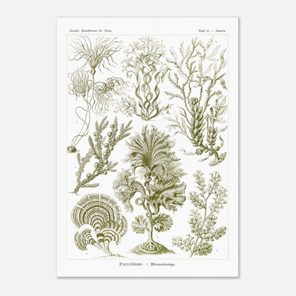 Planche naturaliste d'algues brunes Fucoideae par Ernst Haeckel (70x100 cm). Planche naturaliste d'Ernst Haeckel représentant diverses espèces d'algues brunes avec leurs structures détaillées.