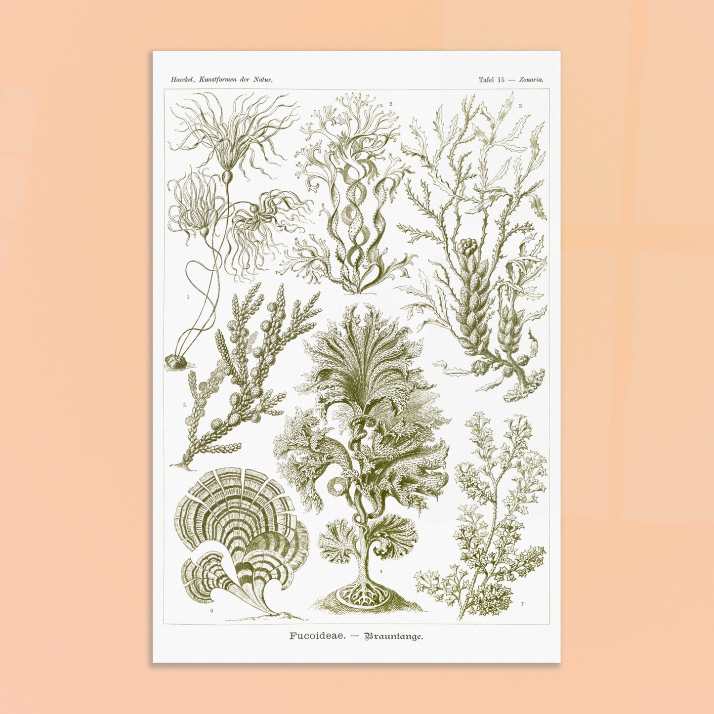 Planche naturaliste d'algues brunes Fucoideae par Ernst Haeckel. Planche naturaliste d'Ernst Haeckel représentant diverses espèces d'algues brunes avec leurs structures détaillées. Image d'illustration 8