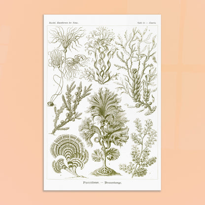Planche naturaliste d'algues brunes Fucoideae par Ernst Haeckel. Planche naturaliste d'Ernst Haeckel représentant diverses espèces d'algues brunes avec leurs structures détaillées. Image d'illustration 8