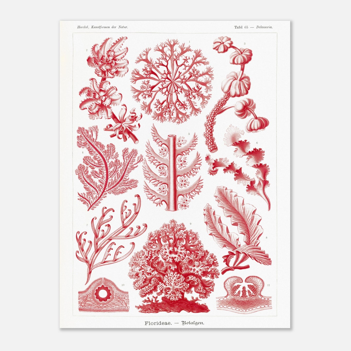 Planche naturaliste d'algues rouges Florideae par Ernst Haeckel (30x40 cm). Planche naturaliste d'Ernst Haeckel présentant plusieurs variétés d'algues rouges classifiées.
