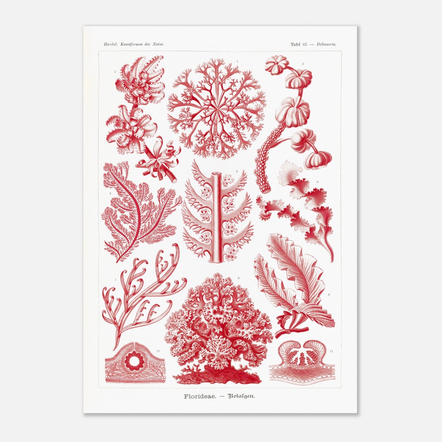 Planche naturaliste d'algues rouges Florideae par Ernst Haeckel (42x59,4 cm (A2)). Planche naturaliste d'Ernst Haeckel présentant plusieurs variétés d'algues rouges classifiées.