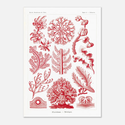 Planche naturaliste d'algues rouges Florideae par Ernst Haeckel (42x59,4 cm (A2)). Planche naturaliste d'Ernst Haeckel présentant plusieurs variétés d'algues rouges classifiées.