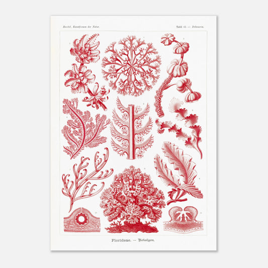 Planche naturaliste d'algues rouges Florideae par Ernst Haeckel (42x59,4 cm (A2)). Planche naturaliste d'Ernst Haeckel présentant plusieurs variétés d'algues rouges classifiées.