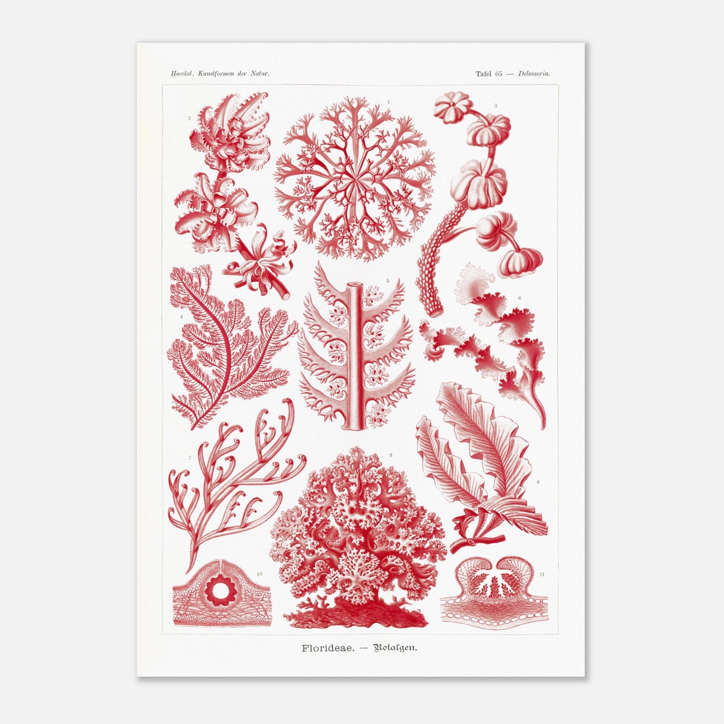 Planche naturaliste d'algues rouges Florideae par Ernst Haeckel (59,4x84,1 cm (A1)). Planche naturaliste d'Ernst Haeckel présentant plusieurs variétés d'algues rouges classifiées.