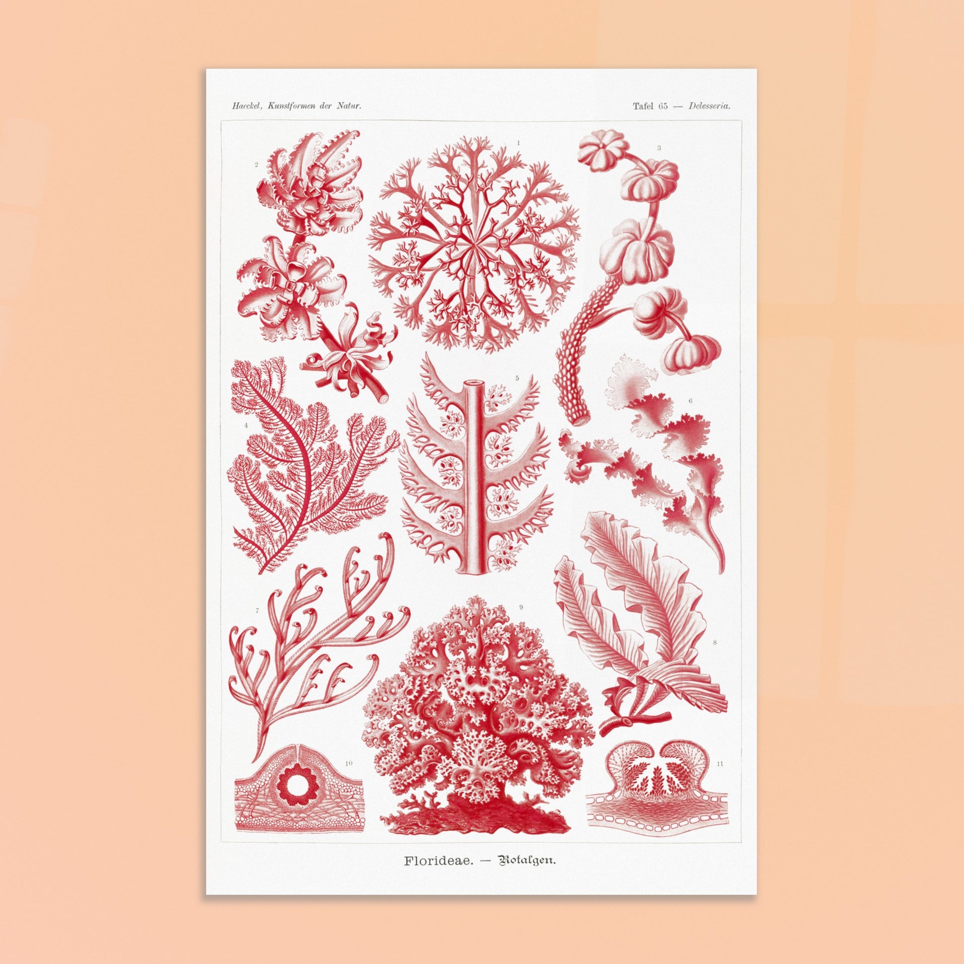 Planche naturaliste d'algues rouges Florideae par Ernst Haeckel. Planche naturaliste d'Ernst Haeckel présentant plusieurs variétés d'algues rouges classifiées. Image d'illustration 8