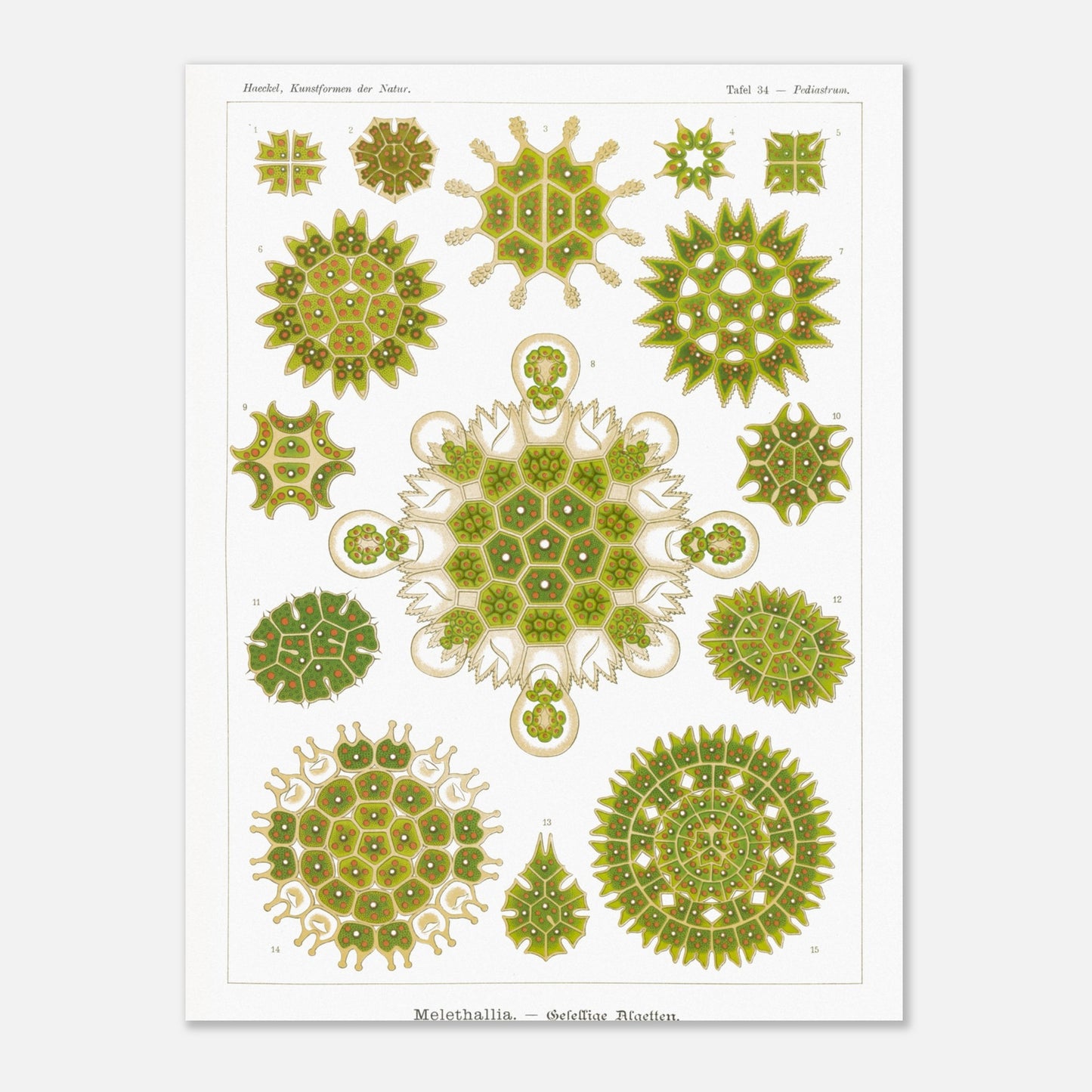 Reproduction d'une planche d'algues sociales (Melethallia) d'Ernst Haeckel (30x40 cm). Planche naturaliste d'Ernst Haeckel représentant diverses algues sociales (Melethallia), dans des tons de vert et de jaune.