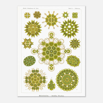 Reproduction d'une planche d'algues sociales (Melethallia) d'Ernst Haeckel (30x40 cm). Planche naturaliste d'Ernst Haeckel représentant diverses algues sociales (Melethallia), dans des tons de vert et de jaune.