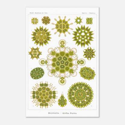 Reproduction d'une planche d'algues sociales (Melethallia) d'Ernst Haeckel (40x60 cm). Planche naturaliste d'Ernst Haeckel représentant diverses algues sociales (Melethallia), dans des tons de vert et de jaune.