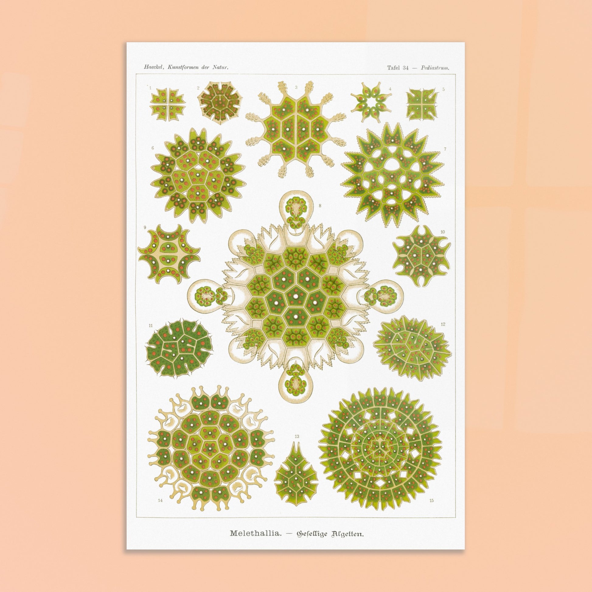 Reproduction d'une planche d'algues sociales (Melethallia) d'Ernst Haeckel. Planche naturaliste d'Ernst Haeckel représentant diverses algues sociales (Melethallia), dans des tons de vert et de jaune. Image d'illustration 8