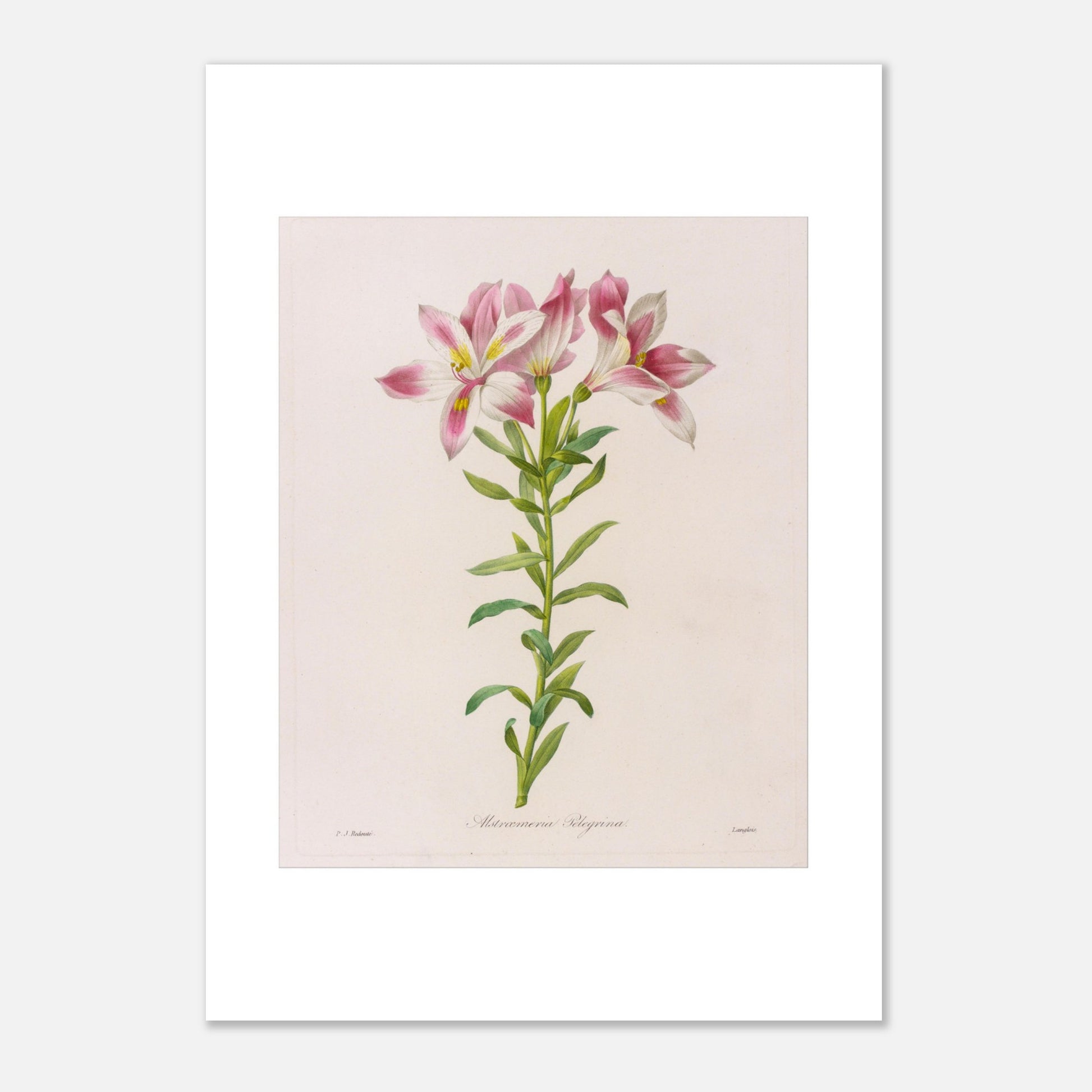 Alstroemeria Pelegrina par Pierre-Joseph Redouté - Taille 29,7x42 cm (A3)