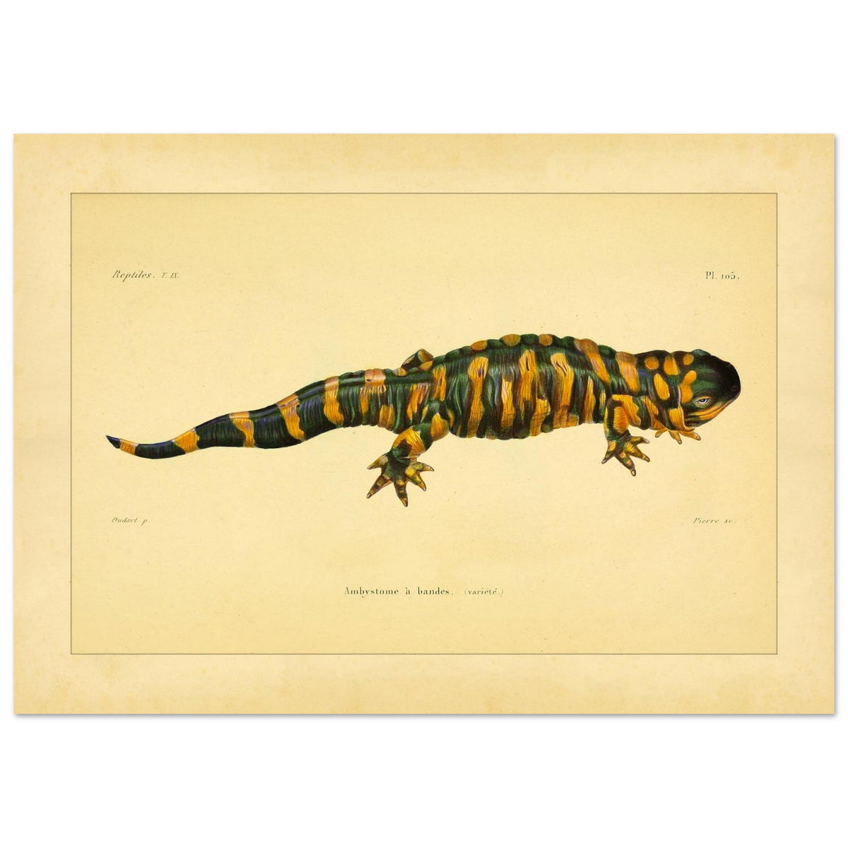 Band-Querzahnmolch: Antike Amphibien-Illustration (21x29,7 cm (A4)). Illustration eines Gebänderten Querzahnmolchs, einem grün- und orangegelben Amphibium, mit Querstreifen am Körper und Schwanz.