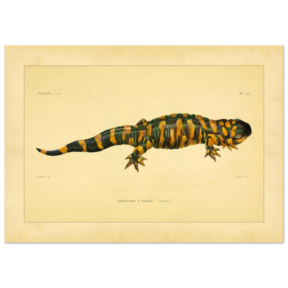 Band-Querzahnmolch: Antike Amphibien-Illustration (21x29,7 cm (A4)). Illustration eines Gebänderten Querzahnmolchs, einem grün- und orangegelben Amphibium, mit Querstreifen am Körper und Schwanz.
