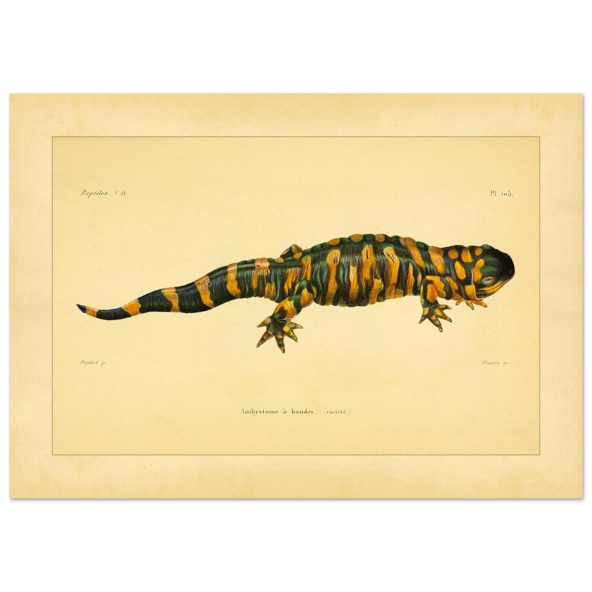 Band-Querzahnmolch: Antike Amphibien-Illustration (29,7x42 cm (A3)). Illustration eines Gebänderten Querzahnmolchs, einem grün- und orangegelben Amphibium, mit Querstreifen am Körper und Schwanz.