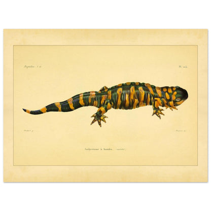 Band-Querzahnmolch: Antike Amphibien-Illustration (30x40 cm). Illustration eines Gebänderten Querzahnmolchs, einem grün- und orangegelben Amphibium, mit Querstreifen am Körper und Schwanz.