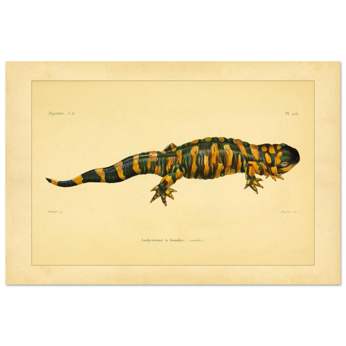 Band-Querzahnmolch: Antike Amphibien-Illustration (40x60 cm). Illustration eines Gebänderten Querzahnmolchs, einem grün- und orangegelben Amphibium, mit Querstreifen am Körper und Schwanz.
