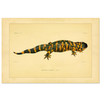 Band-Querzahnmolch: Antike Amphibien-Illustration (40x60 cm). Illustration eines Gebänderten Querzahnmolchs, einem grün- und orangegelben Amphibium, mit Querstreifen am Körper und Schwanz.