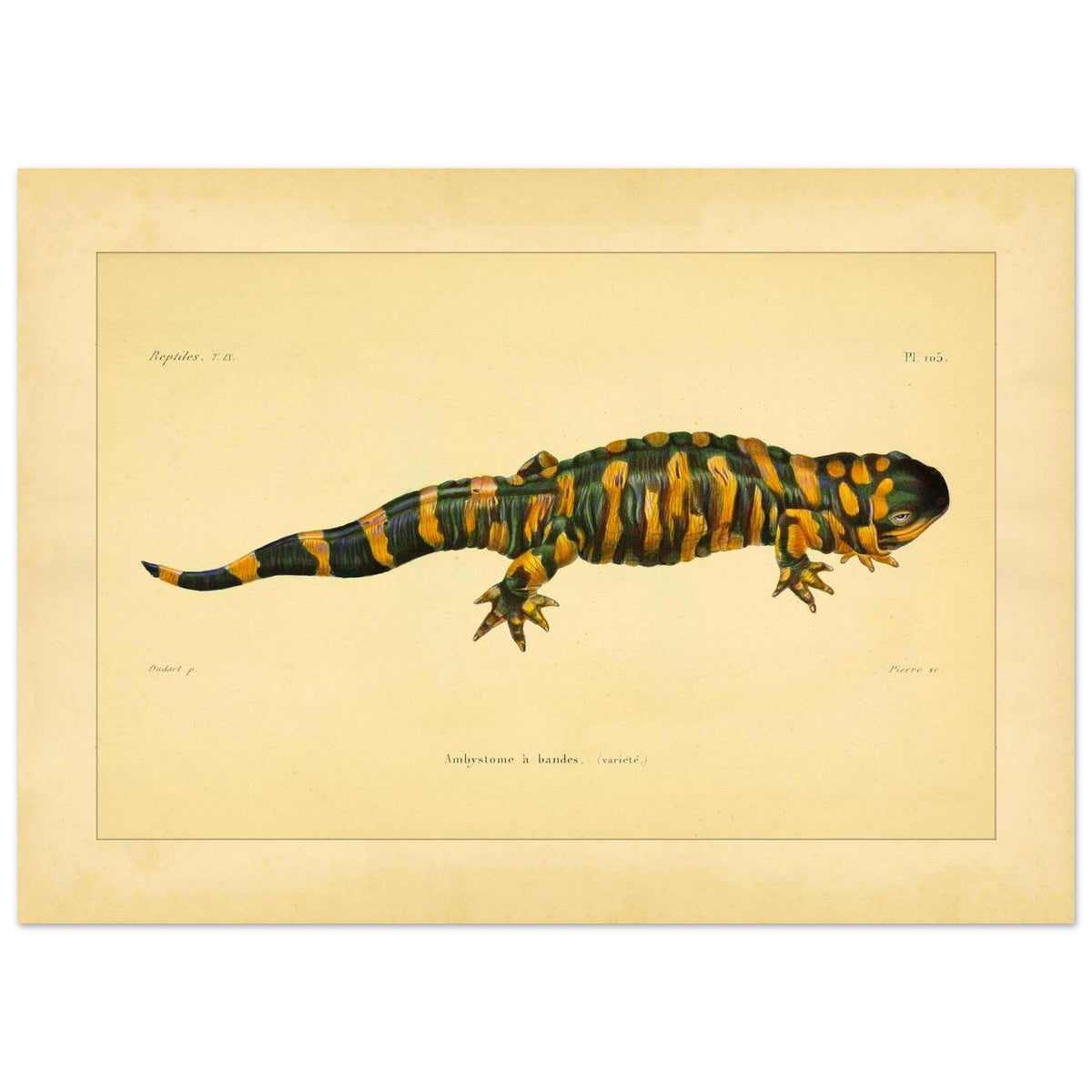Band-Querzahnmolch: Antike Amphibien-Illustration (50x70 cm). Illustration eines Gebänderten Querzahnmolchs, einem grün- und orangegelben Amphibium, mit Querstreifen am Körper und Schwanz.