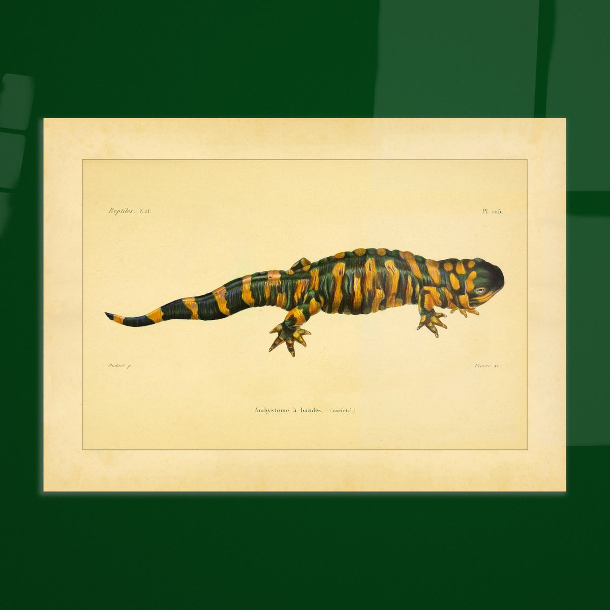 Band-Querzahnmolch: Antike Amphibien-Illustration. Illustration eines Gebänderten Querzahnmolchs, einem grün- und orangegelben Amphibium, mit Querstreifen am Körper und Schwanz.