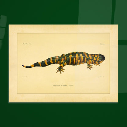Band-Querzahnmolch: Antike Amphibien-Illustration. Illustration eines Gebänderten Querzahnmolchs, einem grün- und orangegelben Amphibium, mit Querstreifen am Körper und Schwanz.