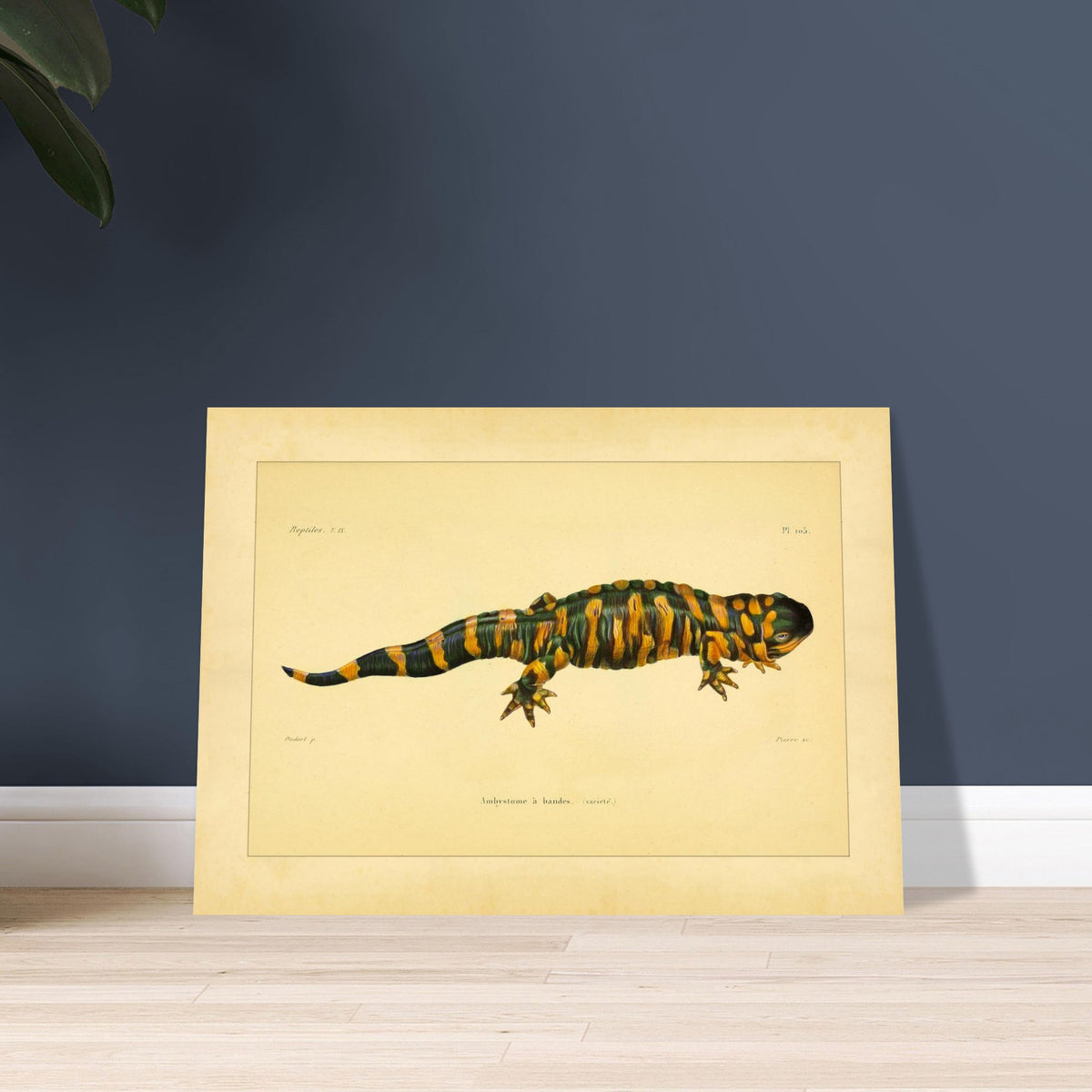 Band-Querzahnmolch: Antike Amphibien-Illustration. Illustration eines Gebänderten Querzahnmolchs, einem grün- und orangegelben Amphibium, mit Querstreifen am Körper und Schwanz.