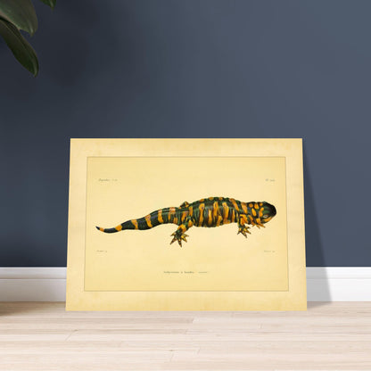 Band-Querzahnmolch: Antike Amphibien-Illustration. Illustration eines Gebänderten Querzahnmolchs, einem grün- und orangegelben Amphibium, mit Querstreifen am Körper und Schwanz.