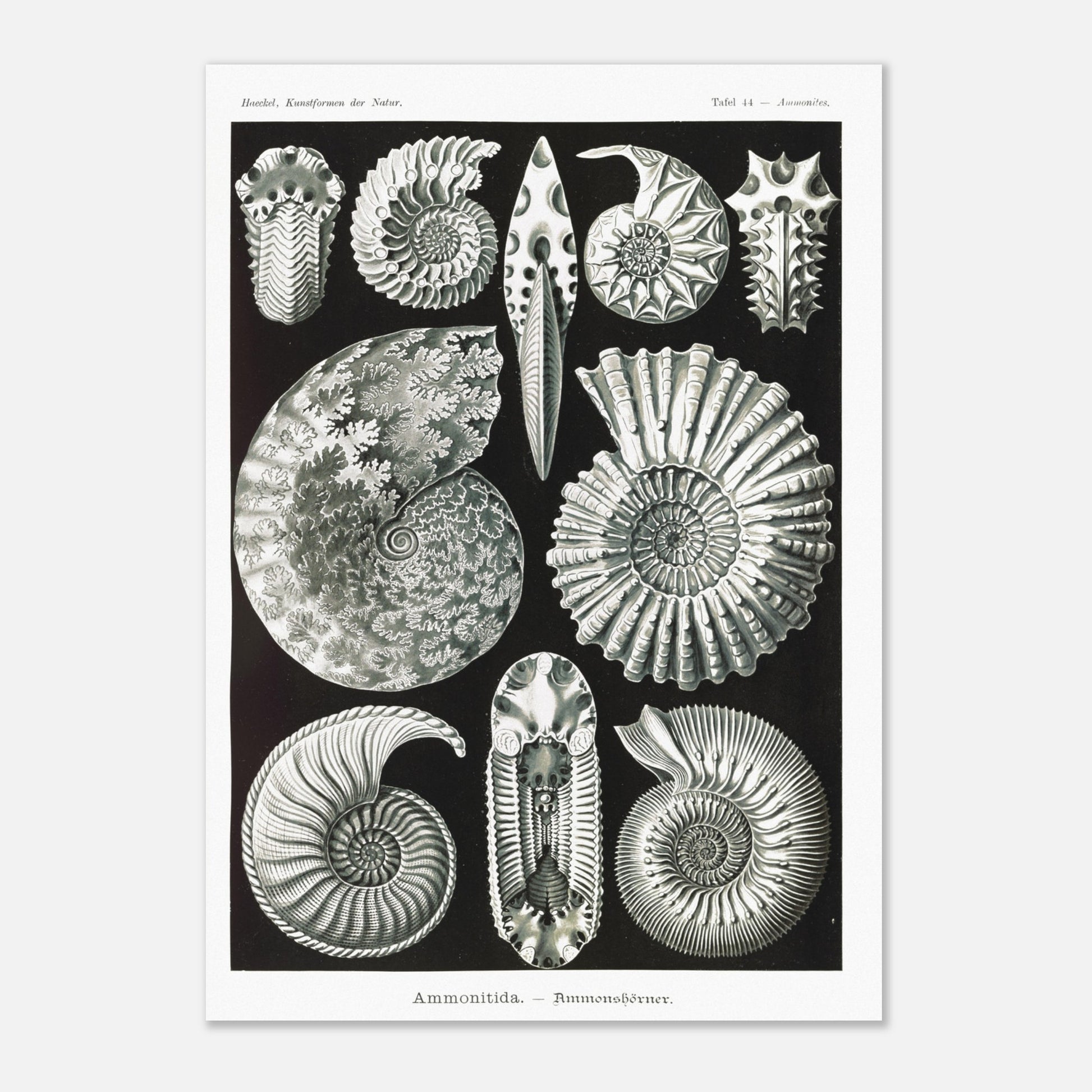 Planche paléontologique des Ammonites par Ernst Haeckel (29,7x42 cm (A3)). Planche scientifique représentant des ammonites, des fossiles de mollusques céphalopodes éteints, montrant leurs coquilles spiralées et leurs détails morphologiques.