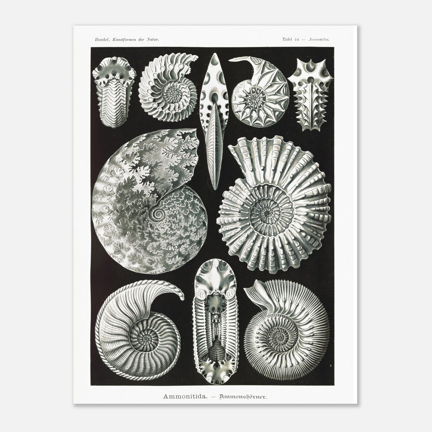 Planche paléontologique des Ammonites par Ernst Haeckel (30x40 cm). Planche scientifique représentant des ammonites, des fossiles de mollusques céphalopodes éteints, montrant leurs coquilles spiralées et leurs détails morphologiques.