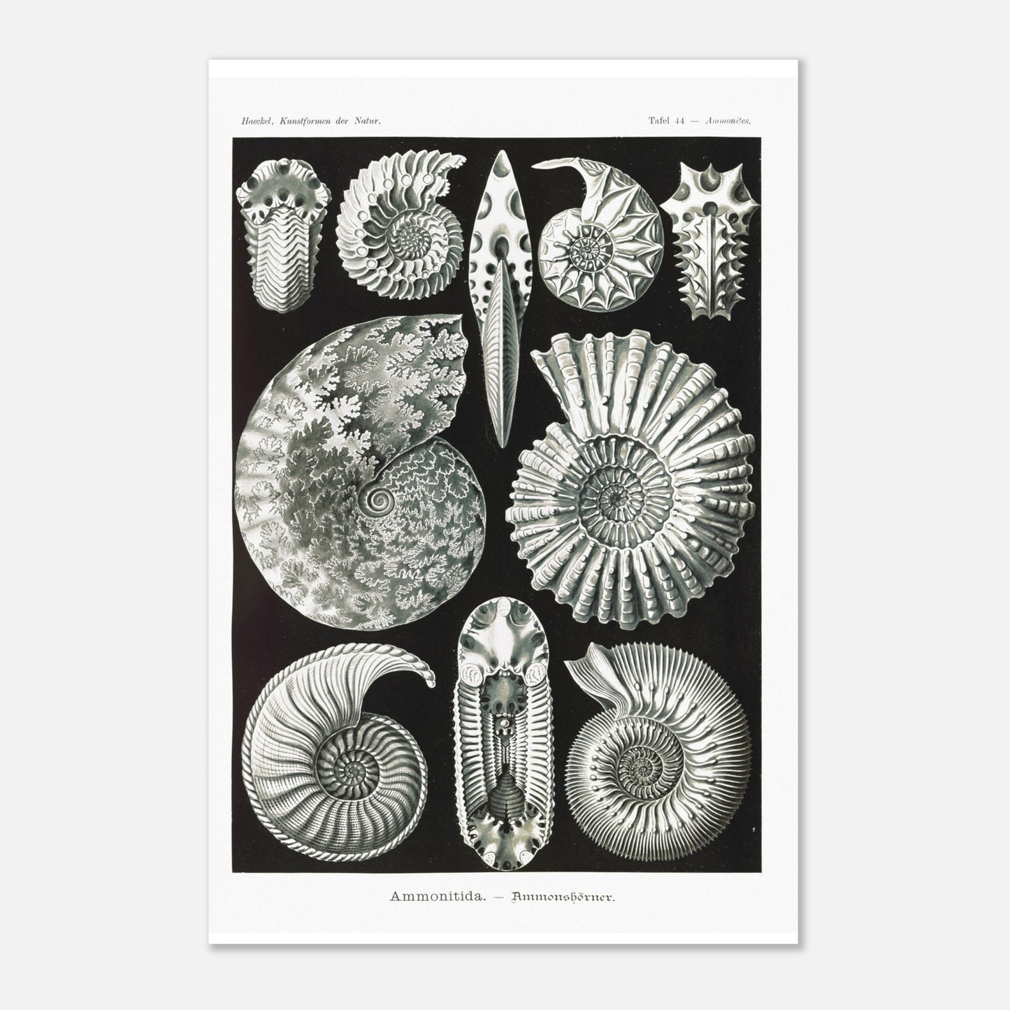 Planche paléontologique des Ammonites par Ernst Haeckel (40x60 cm). Planche scientifique représentant des ammonites, des fossiles de mollusques céphalopodes éteints, montrant leurs coquilles spiralées et leurs détails morphologiques.