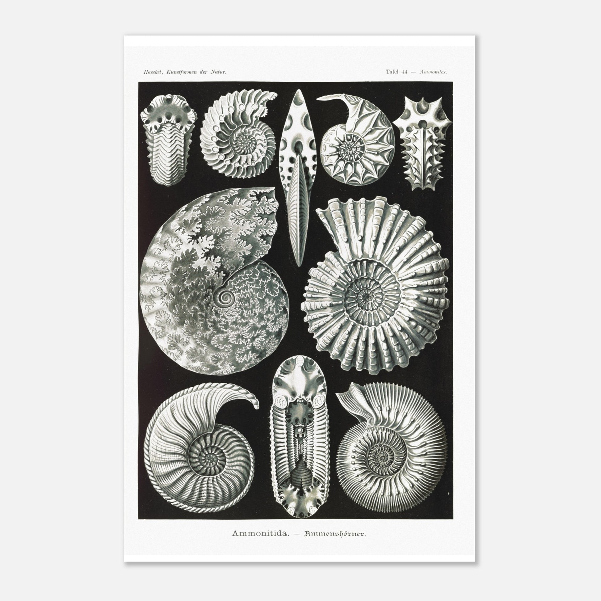 Planche paléontologique des Ammonites par Ernst Haeckel (40x60 cm). Planche scientifique représentant des ammonites, des fossiles de mollusques céphalopodes éteints, montrant leurs coquilles spiralées et leurs détails morphologiques.